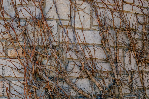 Fototapeta Climbing hydrangea in spring before temperatures change