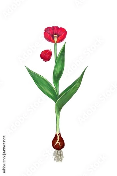 Fototapeta Tulip.
Color illustration of a tulip. A naturalistic red tulip. Petals, pistil, stamens and flower roots.