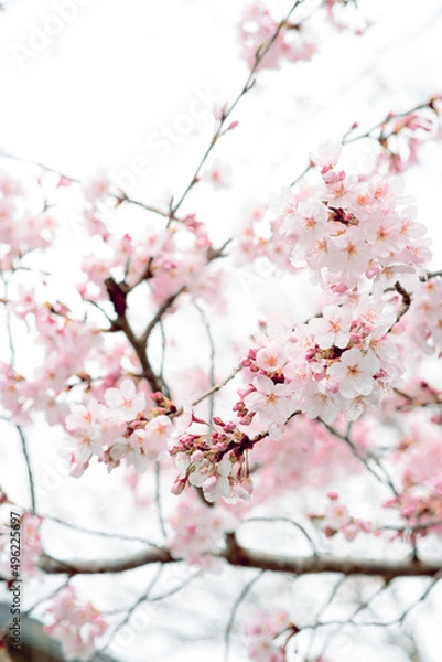 Obraz ハートマークをゲット