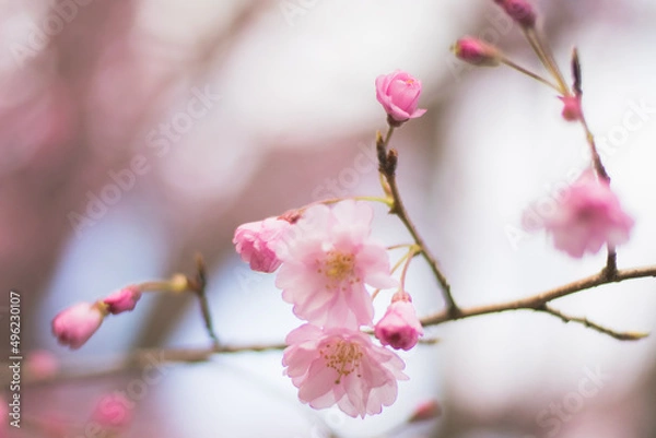 Obraz 桜　Sakura　Cherry blossoms