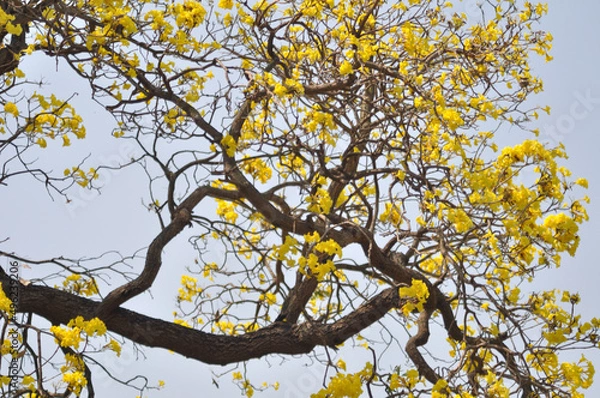 Obraz Spring flowers