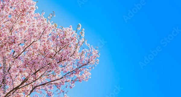 Fototapeta 桜　花　春　満開　建物