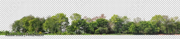 Fototapeta Green Trees isolated on white background.are Forest and foliage in summer for both printing and web pages with cut path and alpha channel