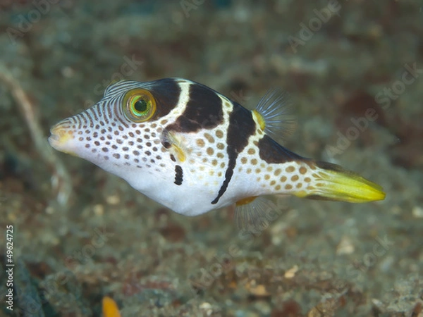 Obraz Valentinni's sharpnose puffer
