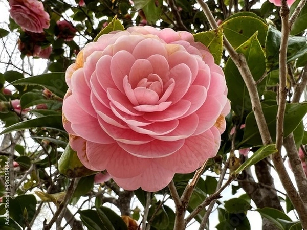 Obraz ピンクの椿の花