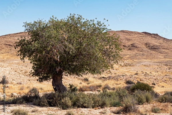 Obraz Atlantic pistachio Pistacia atlantica tree in a dry stream bed in the Negev Highlands mountains near the Makhtesh Ramon crater in Israel with a clear blue sky background