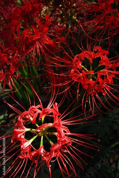 Obraz 花火のような彼岸花