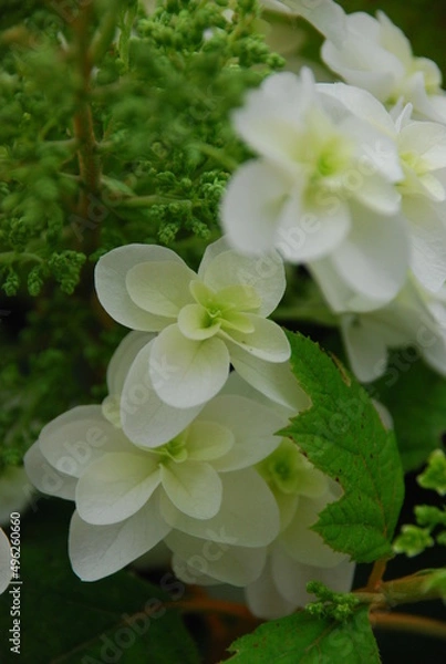 Obraz カシワバアジサイ