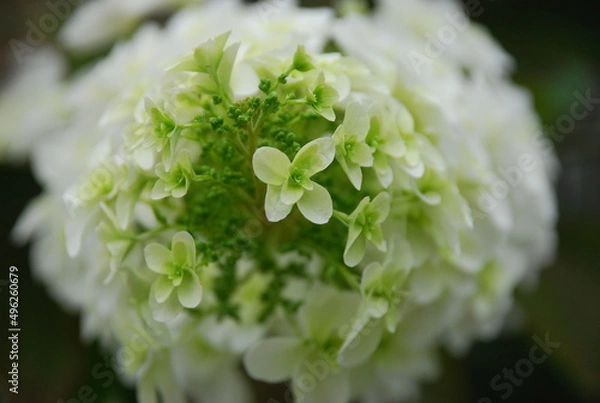 Obraz カシワバアジサイ