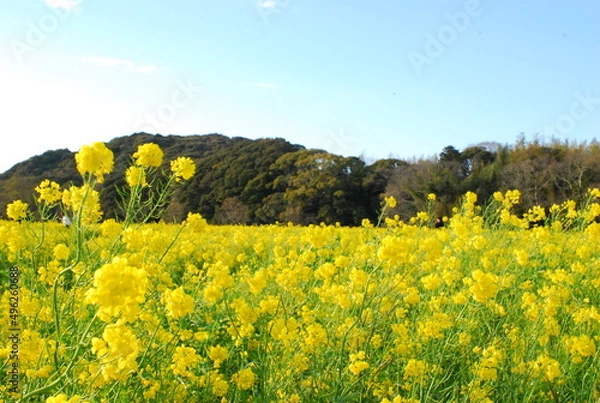 Obraz 菜の花畑