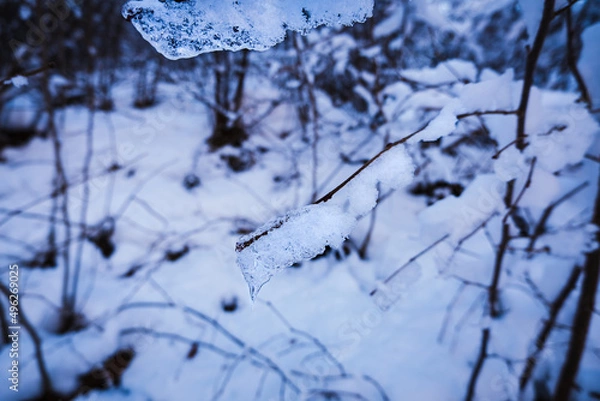 Fototapeta Icicles on tree branches in a winter forest