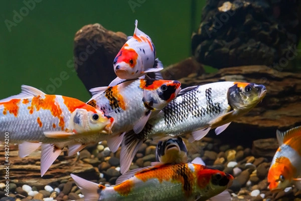 Fototapeta fancy carp (Glass carp, koi) swim in the aquarium. Cyprinus carpio is a common species of colored carp kept for decorative purposes in home aquariums.