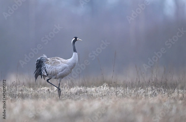 Fototapeta Common crane bird ( Grus grus )