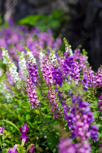 Fototapeta アンゲロニアの花壇