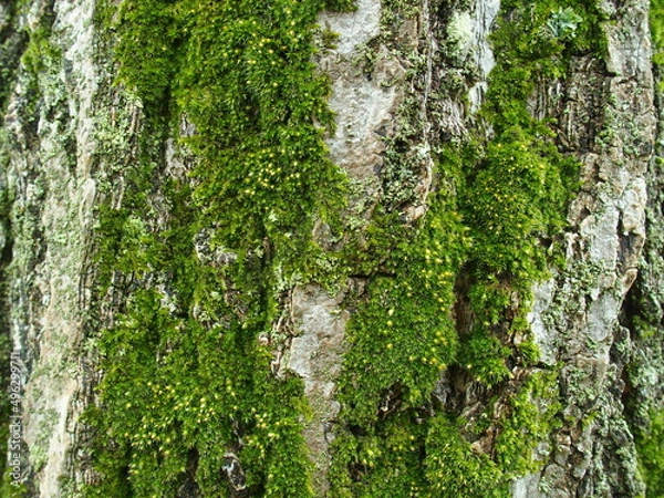 Fototapeta 苔の生える春の銀杏の幹
