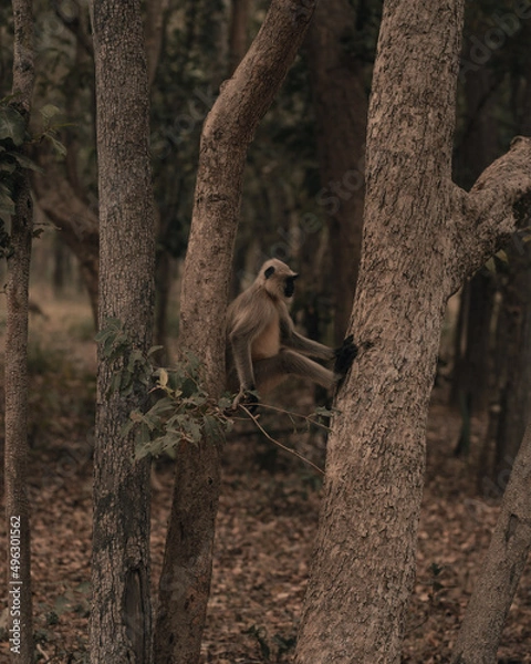 Fototapeta black tailed macaque sitting