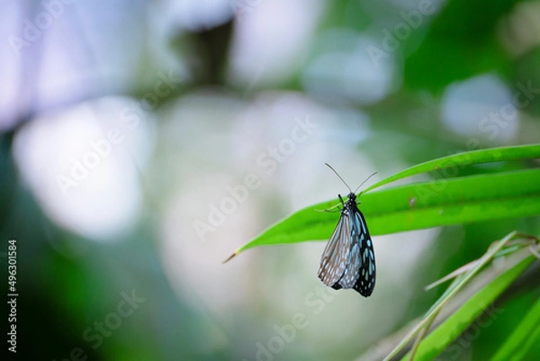 Fototapeta 蝶の一休み