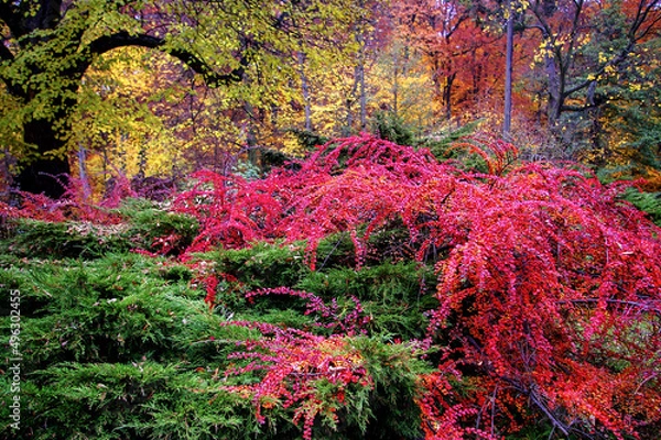 Obraz Jesienne kolory w parku