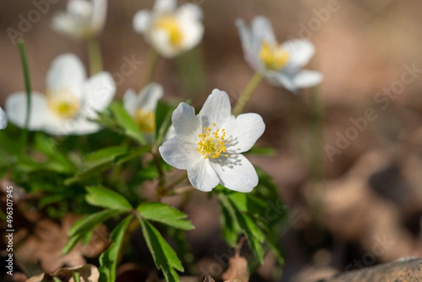 Fototapeta Buschwindröschen im Wald