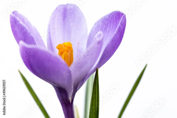 Obraz purple crocus flowers