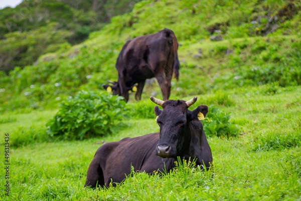 Fototapeta 放牧場の牛