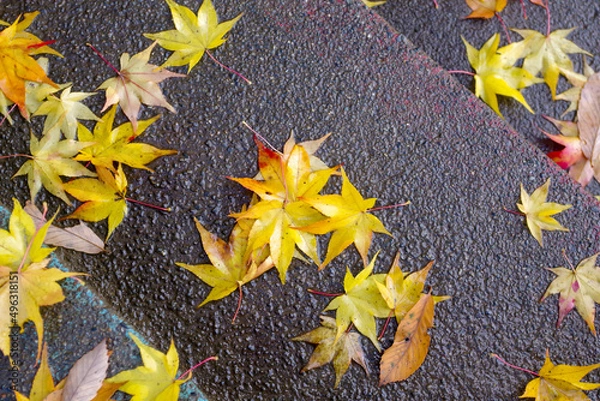 Obraz もみじの落ち葉