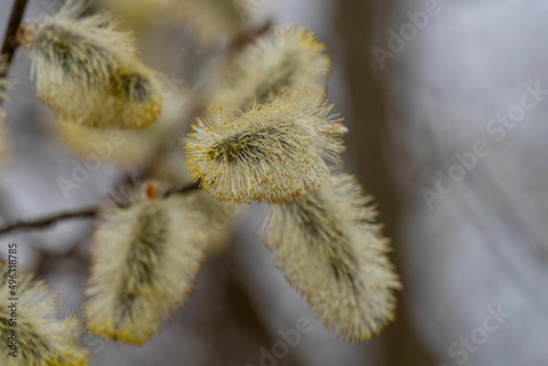 Obraz Blüte von der Weide