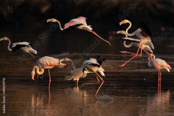 Fototapeta Greater Flamingos landing at Tubli bay in the morning , Bahrain
