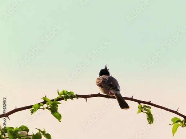 Fototapeta bird on tree