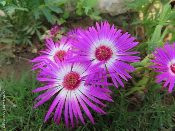 Fototapeta purple aster flower