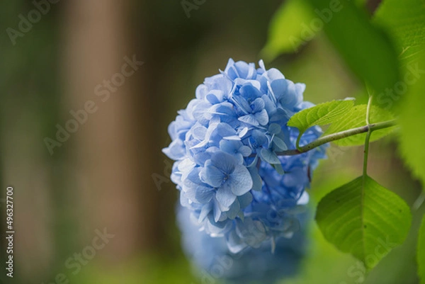 Fototapeta 満開の紫陽花