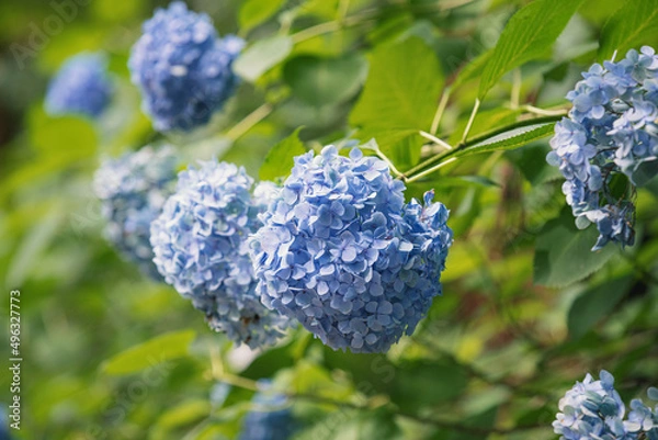 Fototapeta 満開の紫陽花