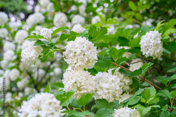 Obraz Blooming spring flowers. Large beautiful white balls of blooming Viburnum opulus Roseum Boule de Neige . White Guelder Rose or Viburnum opulus Sterilis, Snowball Bush, European Snowball.