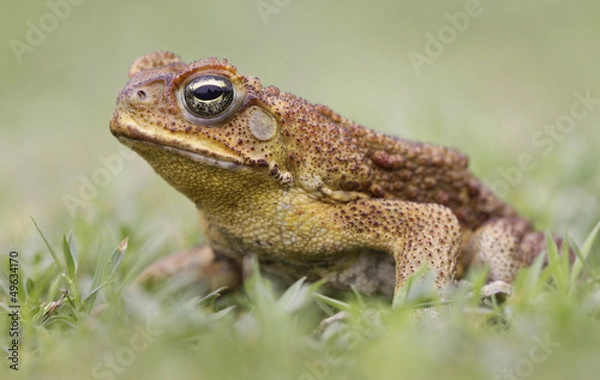 Fototapeta Cane toad side view