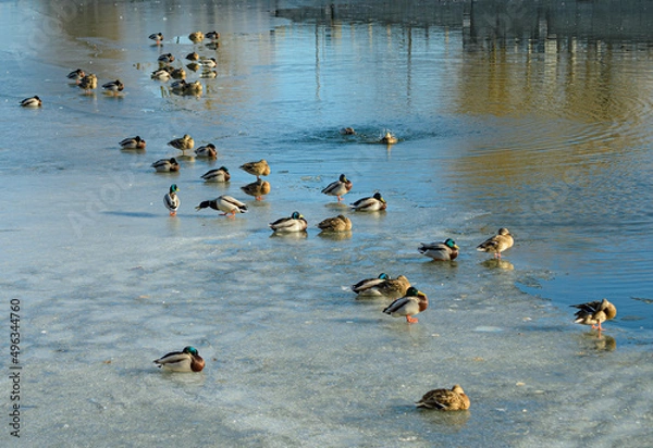 Obraz ducks
 on the pond in the spring