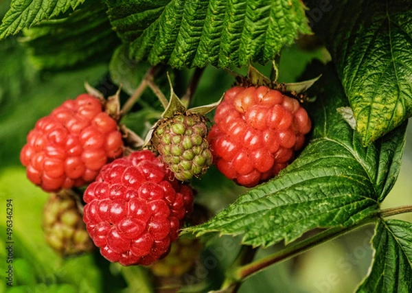 Obraz raspberries on the vine - 