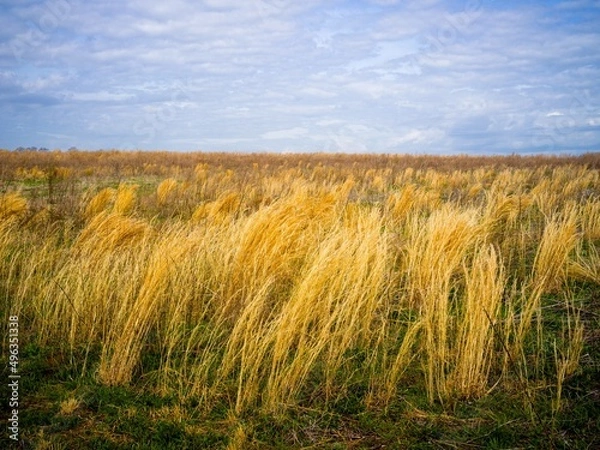 Obraz field and reed