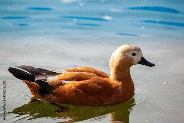 Obraz duck on the water