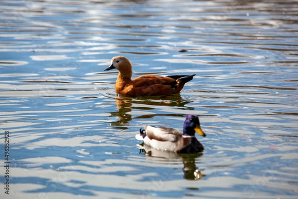 Obraz ducks on the water