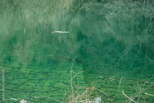 Fototapeta 春の山ノ神自然園　透明のたまらずの池