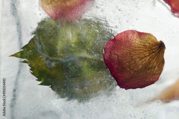 Obraz Rose petals frozen in ice. Flower petals and leaves with ice.