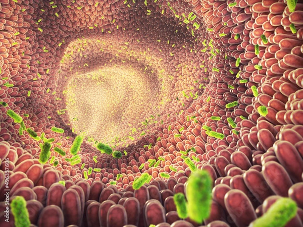 Obraz Intestinal bacteria illustration. Gut microbiome helps control intestinal digestion and the immune system. Probiotics are beneficial bacteria used to help the growth of healthy gut flora