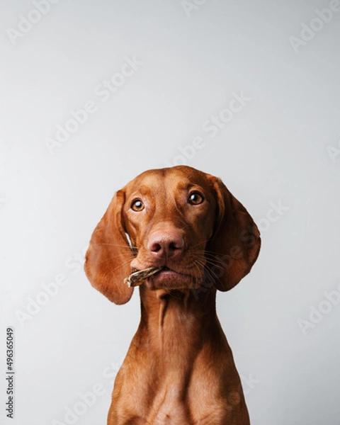 Obraz dog with treats