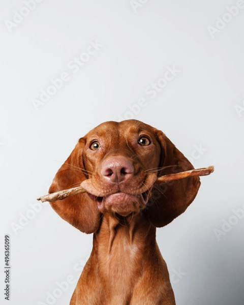 Obraz dog with treats