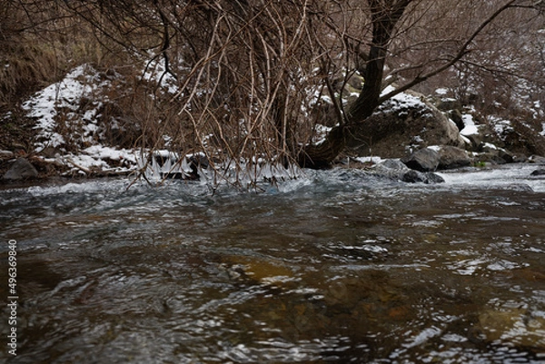 Obraz icy branches over a mountain river