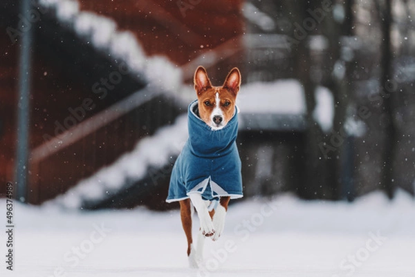 Obraz dog in snow