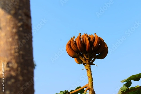 Obraz A dry brown flower 