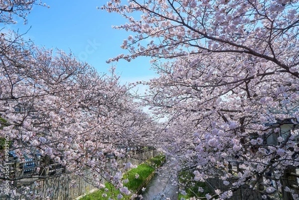 Fototapeta 真間川の桜並木　市川市