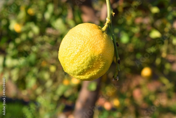 Fototapeta yellow lemon on the tree