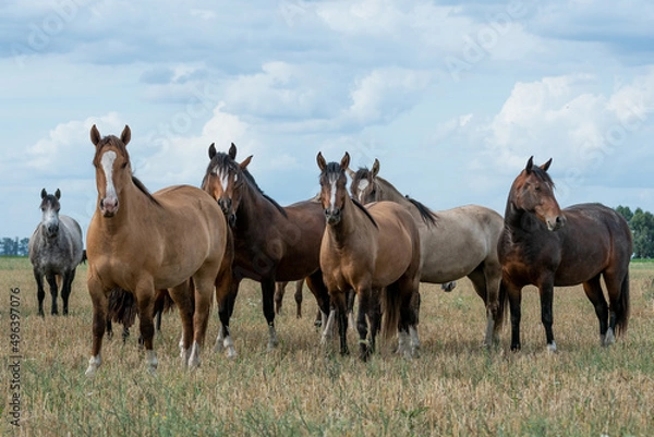 Fototapeta caballos criollos